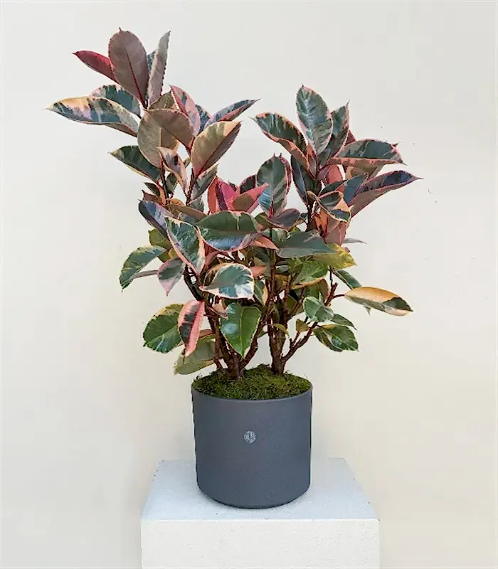 Ficus Elastica Gri Seramik Saksıda Kauçuk Bitkisi