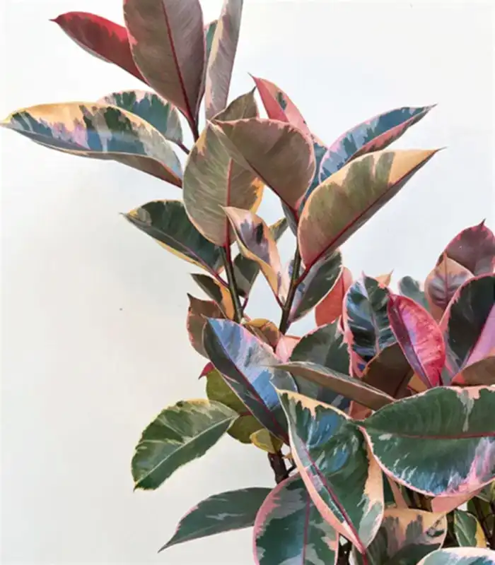 Ficus Elastica Gri Seramik Saksıda Kauçuk Bitkisi