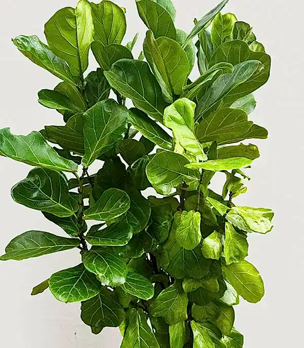 Ficus Lyrata Beyaz Seramik Saksıda Kauçuk Bitkisi