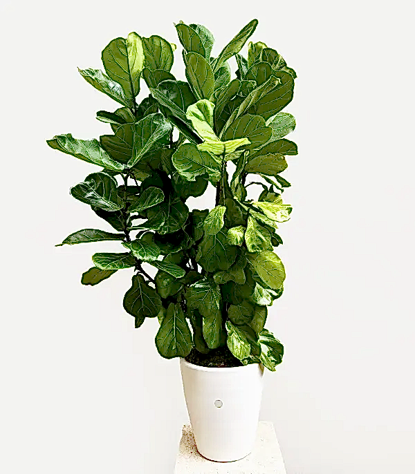 Ficus Lyrata Beyaz Seramik Saksıda Kauçuk Bitkisi