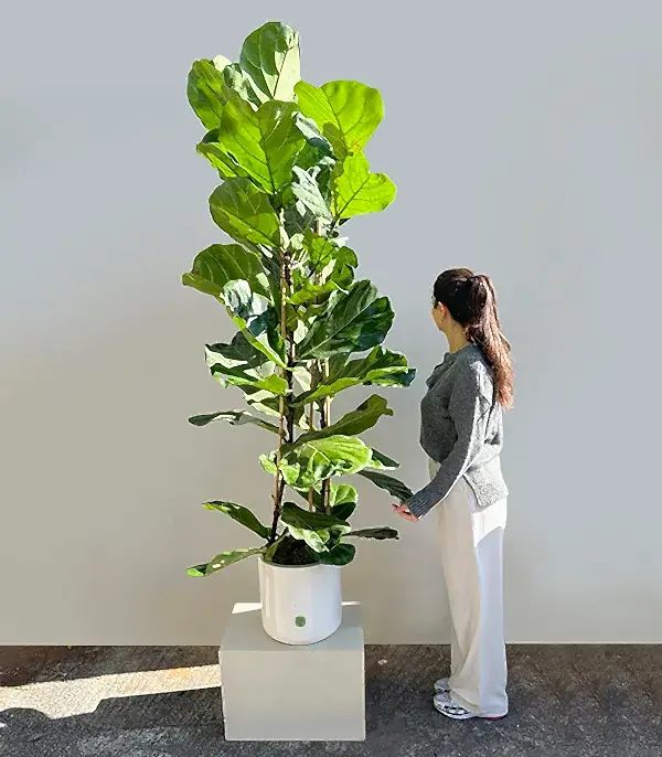 Ficus Lyrata Beyaz Seramik Saksıda Keman Yapraklı Kauçuk Bitkisi 200 cm