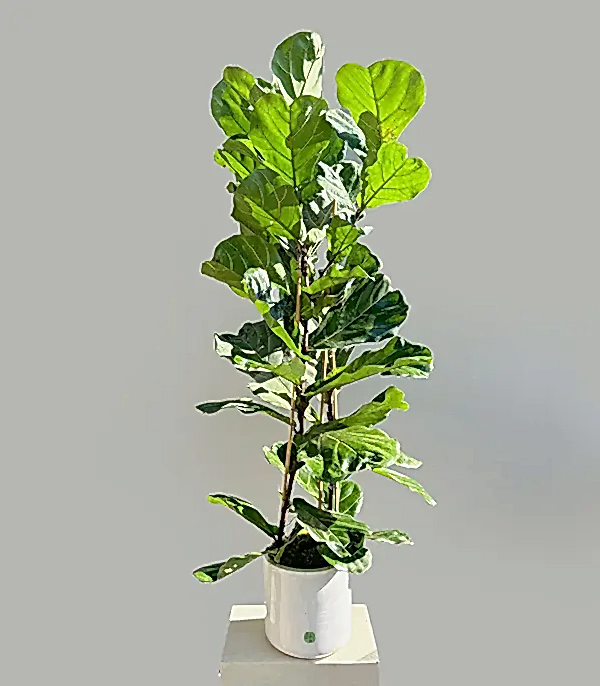 Ficus Lyrata Beyaz Seramik Saksıda Keman Yapraklı Kauçuk Bitkisi 200 cm