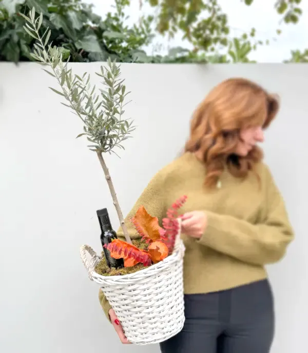 Grand Deluxe Beyaz Hasır Sepette Zeytin Ağacı