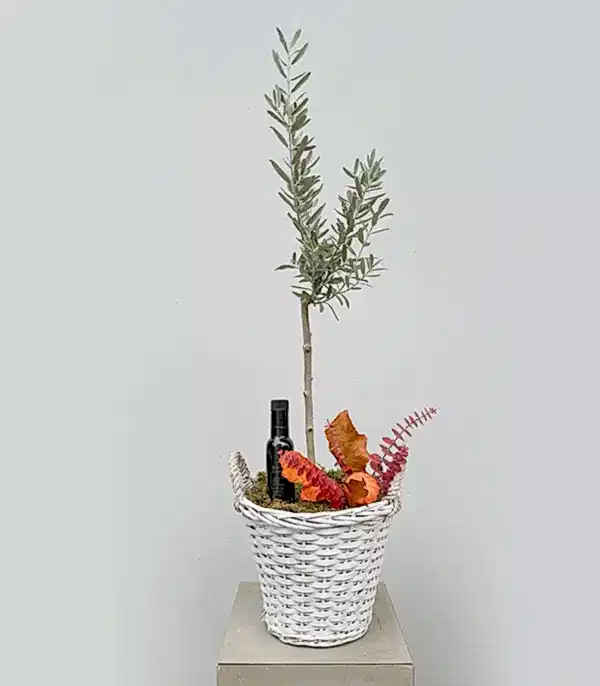 Grand Deluxe Beyaz Hasır Sepette Zeytin Ağacı