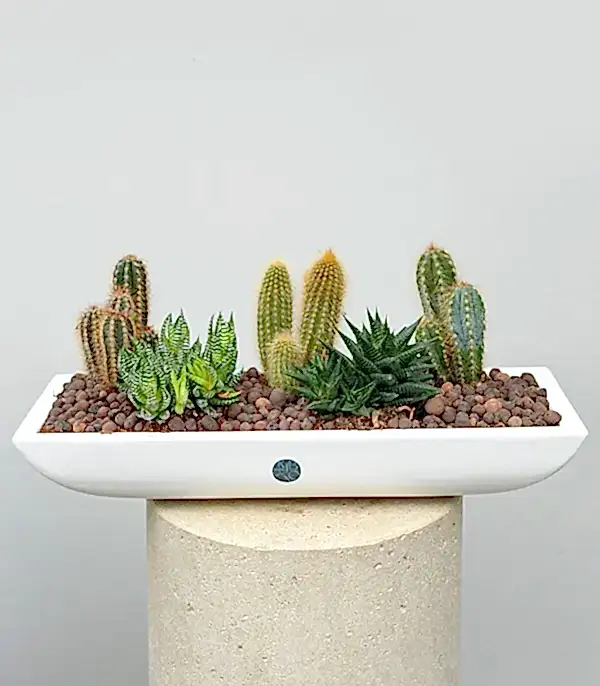 Grand Deluxe Beyaz Vazoda Kaktüs ve Sukulent Aranjmanı