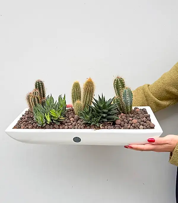 Grand Deluxe Beyaz Vazoda Kaktüs ve Sukulent Aranjmanı