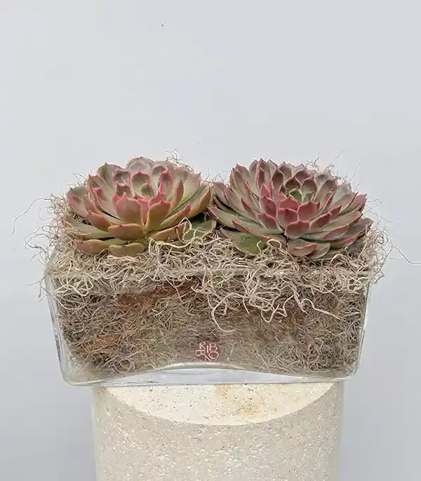 Grand Deluxe Cam Vazoda İkili Echeveria Sukulent