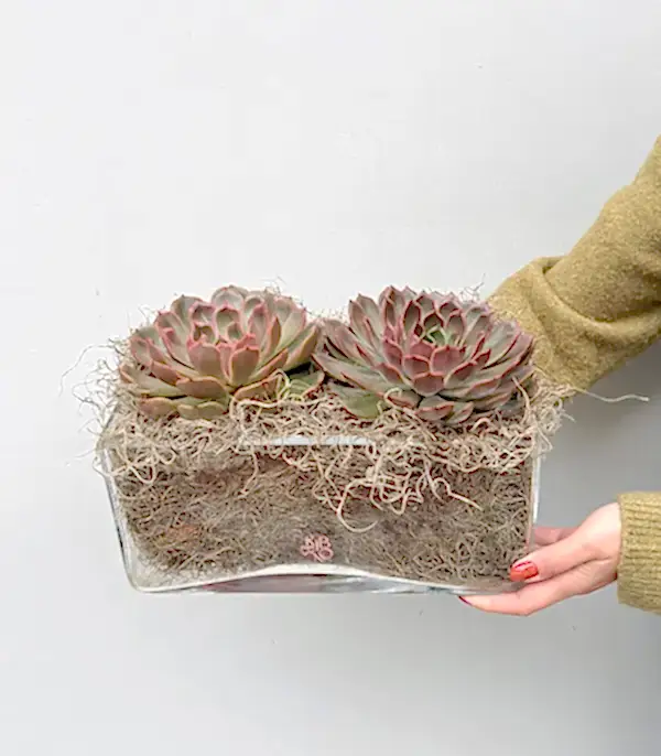 Grand Deluxe Cam Vazoda İkili Echeveria Sukulent