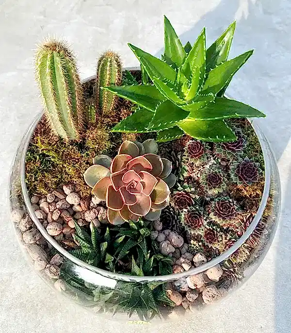 Grand Deluxe Cam Vazoda Kaktüs ve Sukulent Teraryum