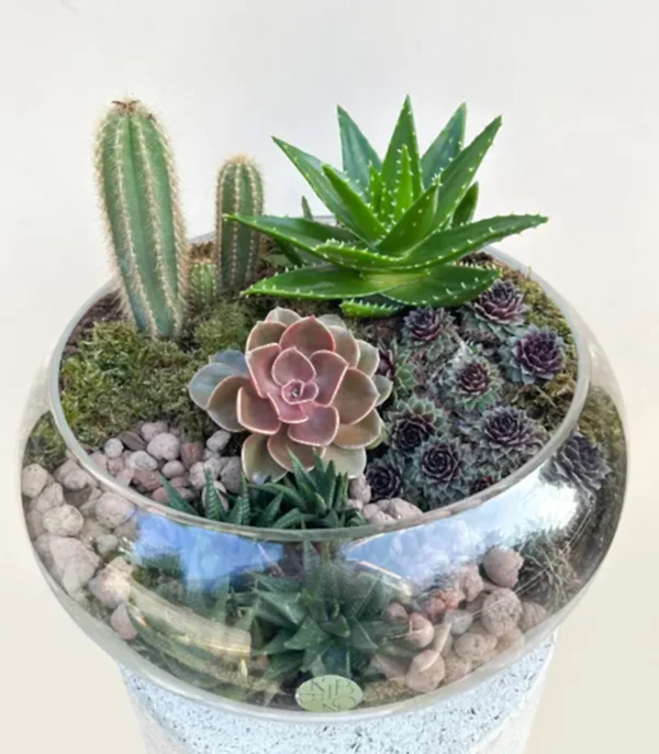 Grand Deluxe Cam Vazoda Kaktüs ve Sukulent Teraryum