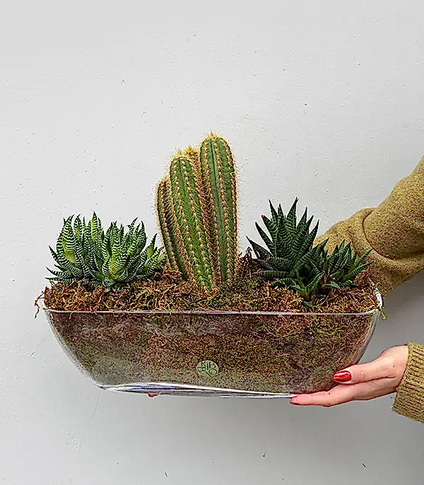 Grand Deluxe Cam Vazoda Sukulent Bahçesi