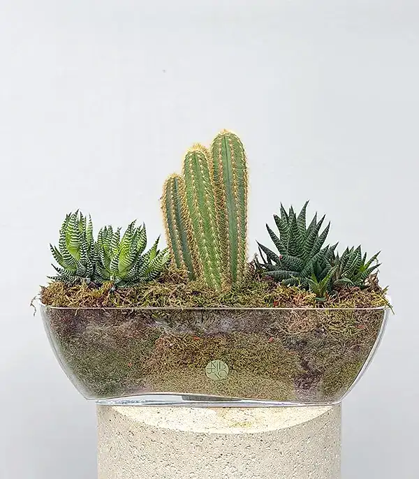 Grand Deluxe Cam Vazoda Sukulent Bahçesi