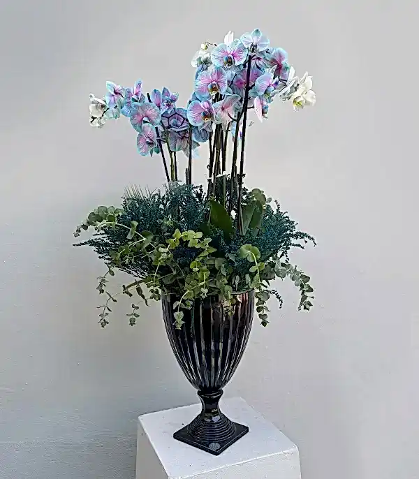 Grand Deluxe Siyah Saksı 6 Dallı Orkide Mavi Pembe Orkide Bubble Gum