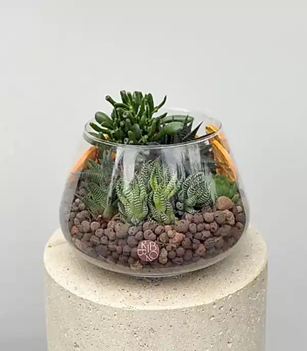 Grand Deluxe Vazoda Cam Teraryum Sukulent