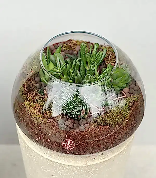 Grand Deluxe Vazoda Kaktüs Sukulent Cam Teraryum