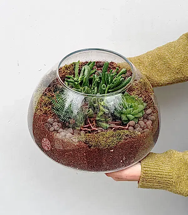 Grand Deluxe Vazoda Kaktüs Sukulent Cam Teraryum