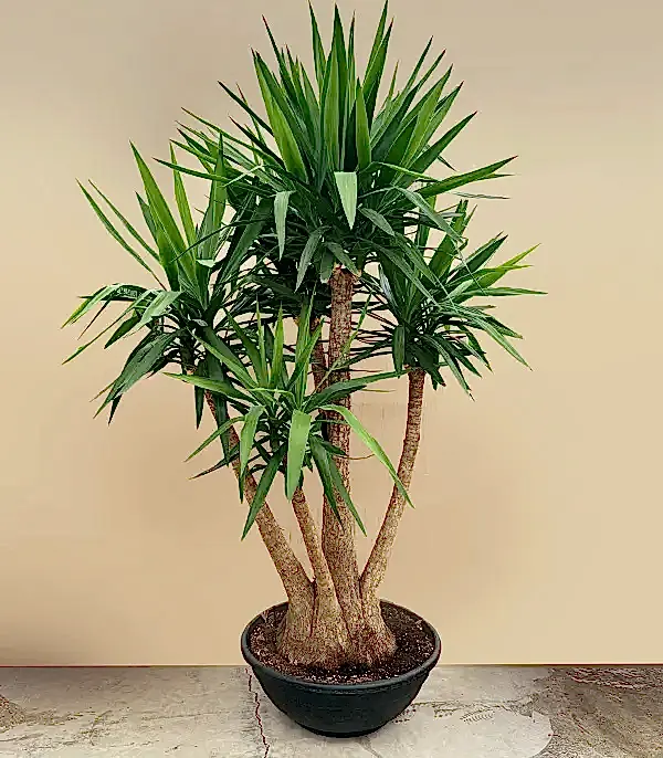 Grand Deluxe Yucca Elephantipes 4 Gövdeli Yuka Ağacı