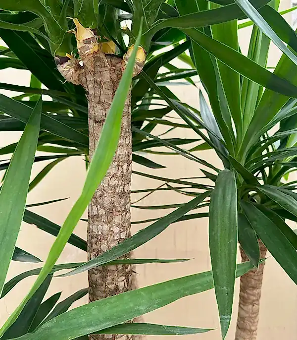 Grand Deluxe Yucca Elephantipes 4 Gövdeli Yuka Ağacı