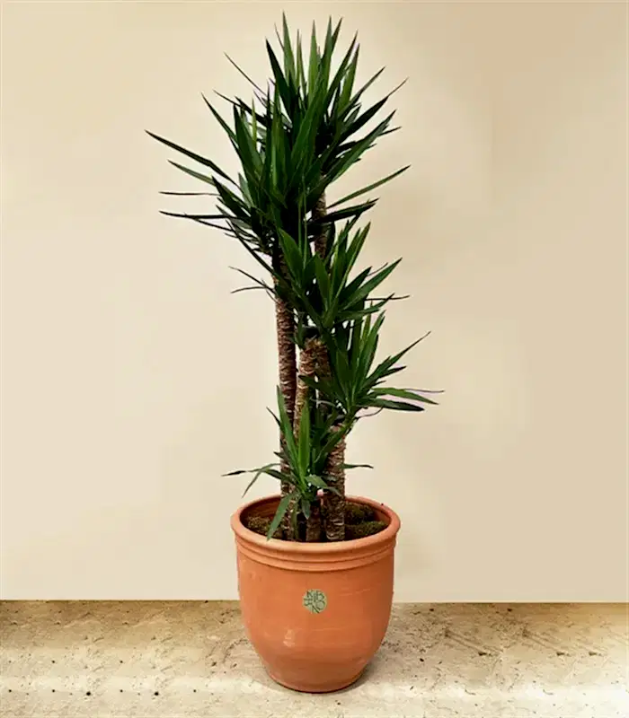 Grand Deluxe Yucca Terracotta Saksı Yuka Ağacı 5 Gövdeli 200 cm