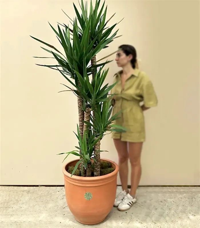 Grand Deluxe Yucca Terracotta Saksı Yuka Ağacı 5 Gövdeli 200 cm