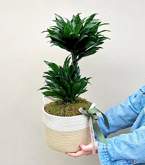Hasır Sepette Dracaena Compacta Bitkisi