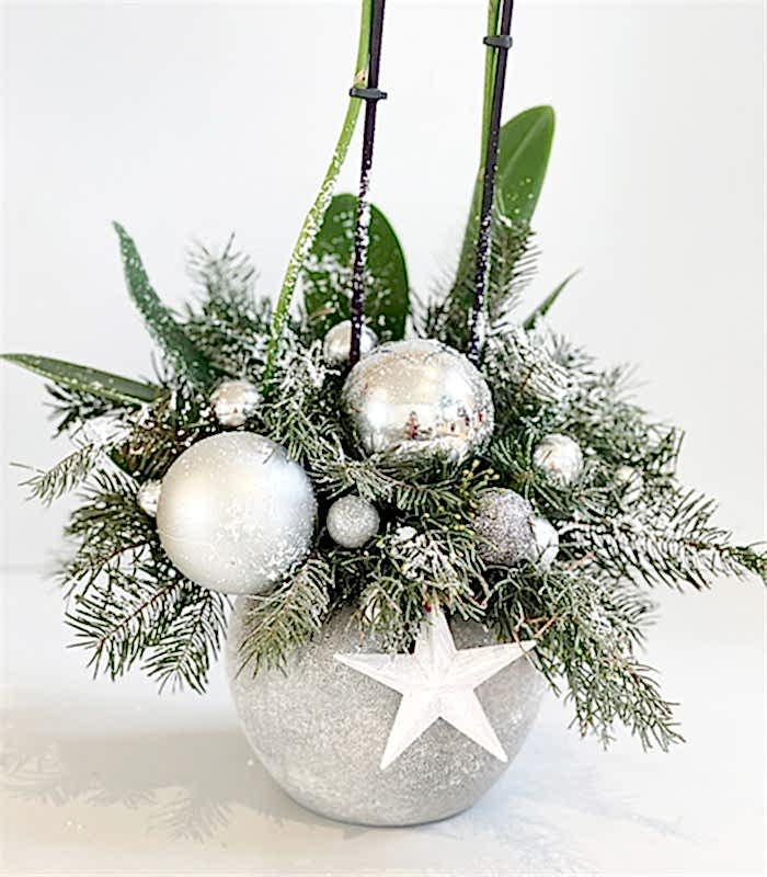 Jolly Luxe Beton Saksıda Yeni Yıl Orkidesi