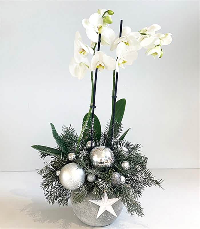 Jolly Luxe Beton Saksıda Yeni Yıl Orkidesi