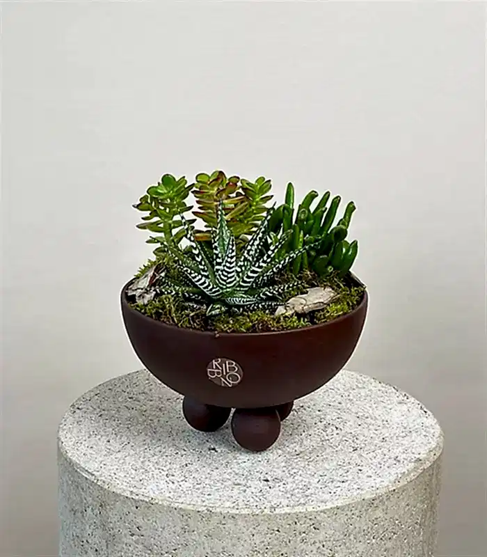 Kahverengi Ayaklı Seramik Saksı Sukulent Bahçesi Deluxe