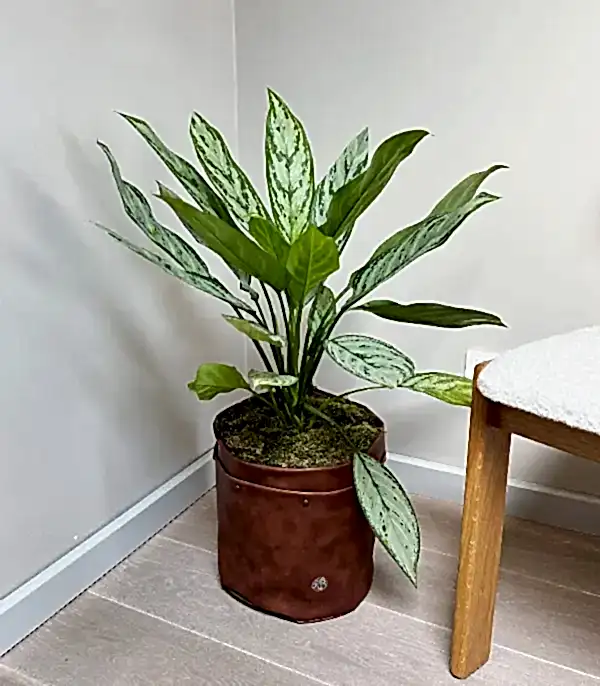 Kahverengi Deri Saksıda Aglaonema Silver Queen Çin Herdemyeşili Bitkisi