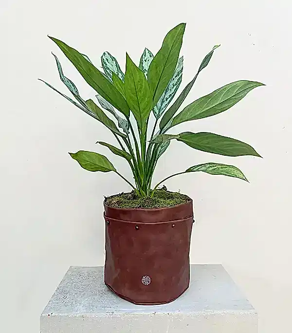 Kahverengi Deri Saksıda Aglaonema Silver Queen Çin Herdemyeşili Bitkisi