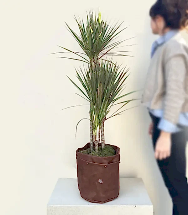 Kahverengi Deri Saksıda Dracaena Marginata Bicolor Bitkisi 3 Gövdeli