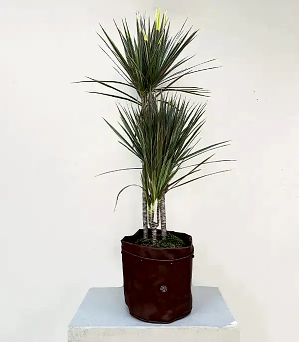 Kahverengi Deri Saksıda Dracaena Marginata Bicolor Bitkisi 3 Gövdeli