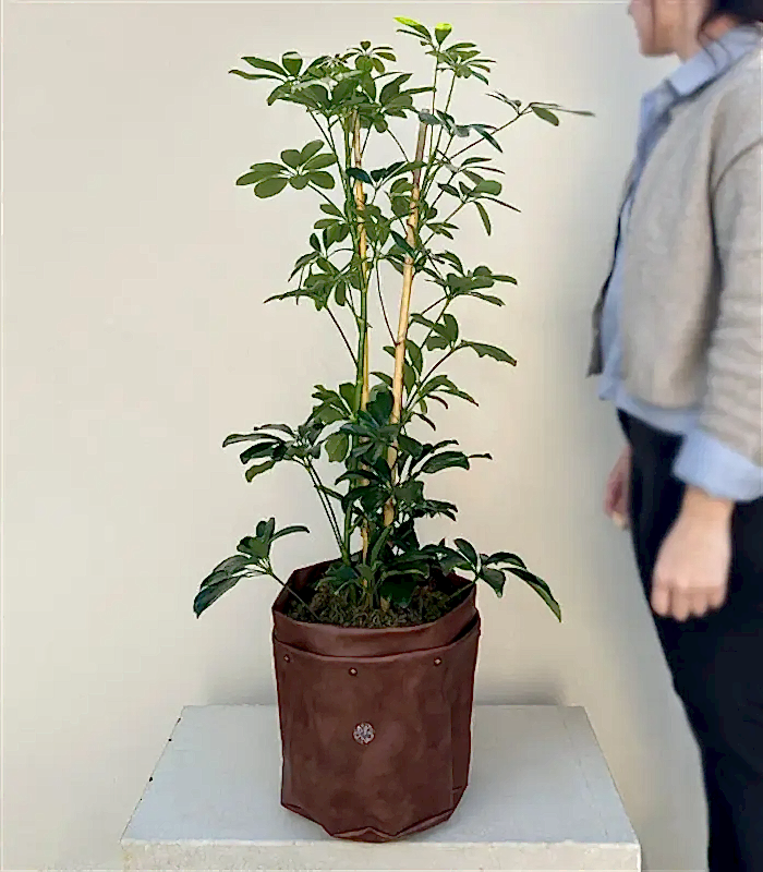 Kahverengi Deri Saksıda Schefflera Şeflera Bitkisi 120 cm