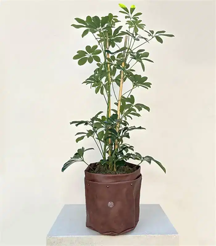 Kahverengi Deri Saksıda Schefflera Şeflera Bitkisi 120 cm