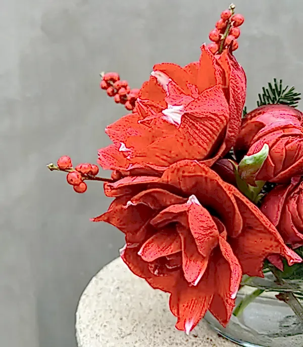Kırmızı Amaryllis Ilex Mini Yılbaşı Aranjmanı