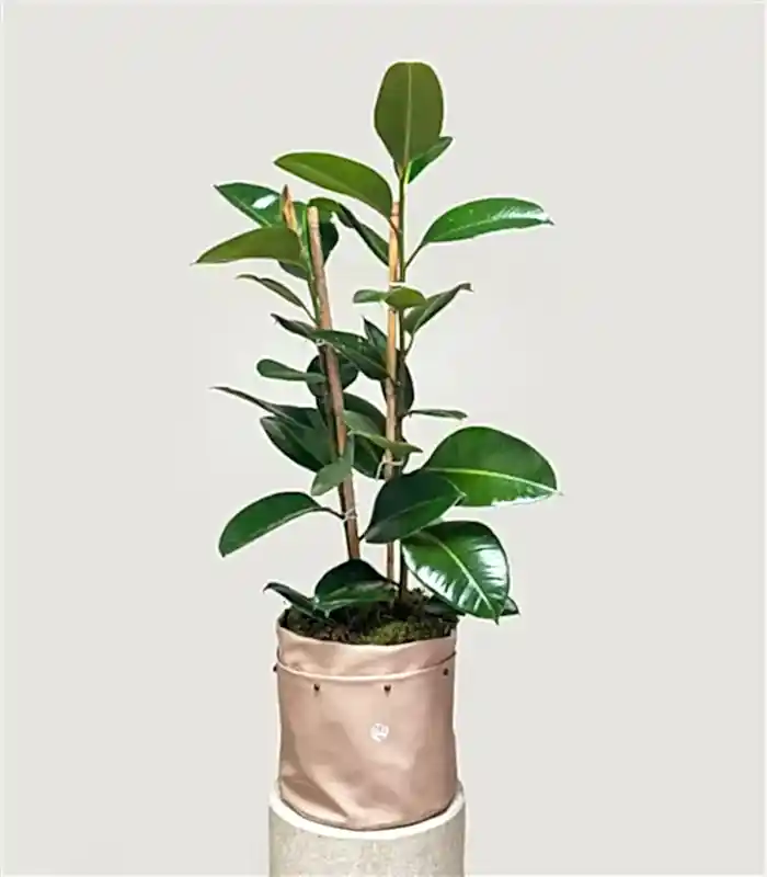 Krem Deri Saksıda Ficus Elastica Robusta Kauçuk Bitkisi 100 cm