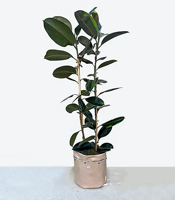 Krem Deri Saksıda Ficus Elastica Robusta Kauçuk Bitkisi 150 cm