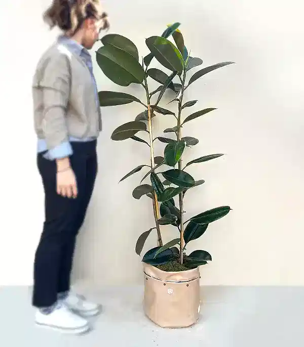 Krem Deri Saksıda Ficus Elastica Robusta Kauçuk Bitkisi 150 cm