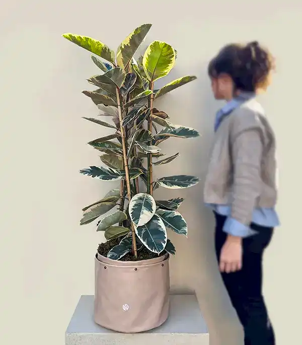 Krem Deri Saksıda Ficus Elastica Tineke Alacalı Kauçuk Bitkisi 150 cm