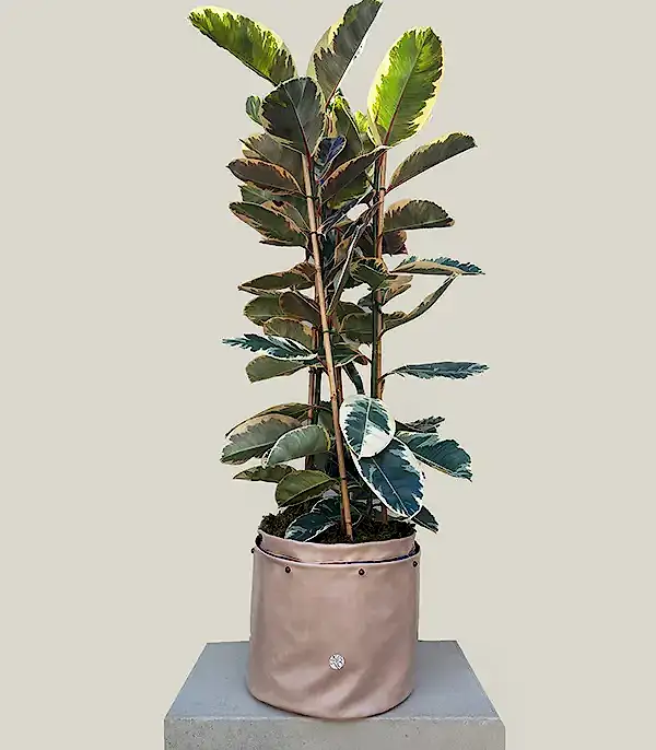 Krem Deri Saksıda Ficus Elastica Tineke Alacalı Kauçuk Bitkisi 150 cm