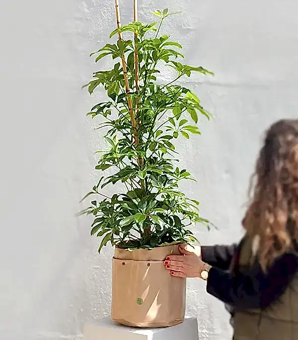 Krem Deri Saksıda Schefflera Şeflera Bitkisi 120 cm