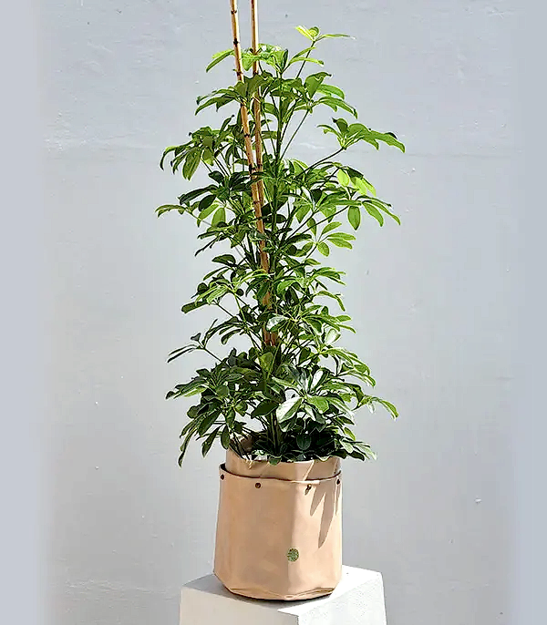 Krem Deri Saksıda Schefflera Şeflera Bitkisi 120 cm