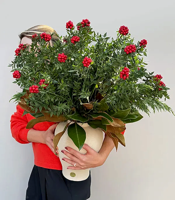 Krem Seramik Vazoda Yılbaşı Çiçeği&nbsp;Kokina