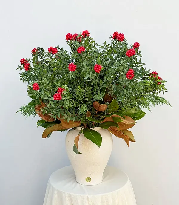 Krem Seramik Vazoda Yılbaşı Çiçeği&nbsp;Kokina