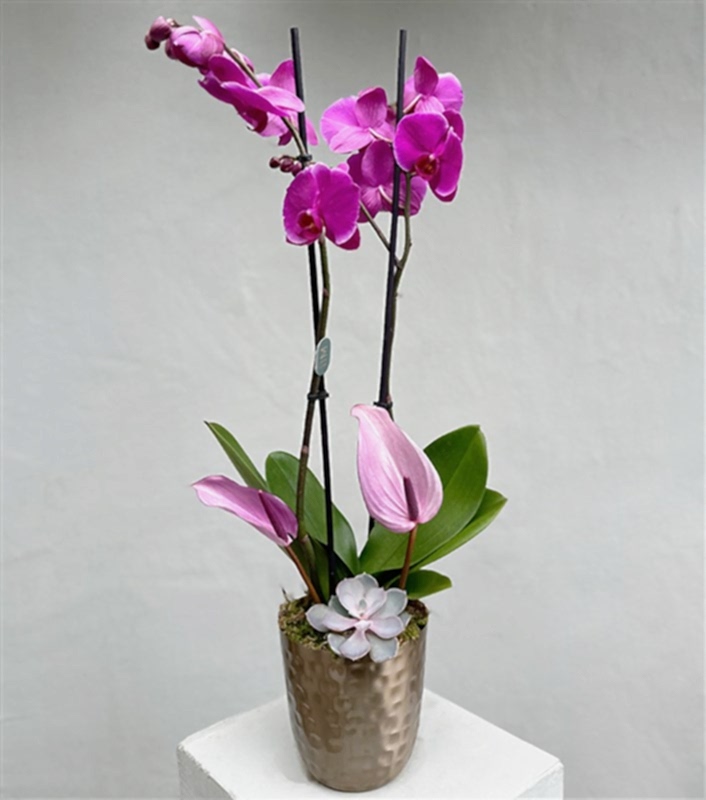 Lady Pink Luxe Chrome Vazoda Orkide Pembe