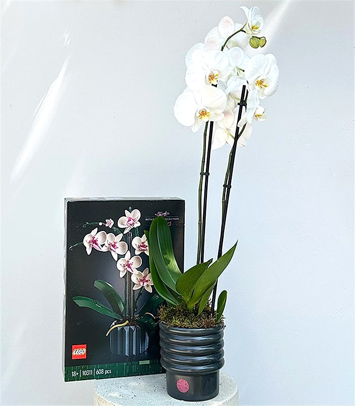LEGO Orkide & Beyaz Saksı Orkide Hediye Kutusu