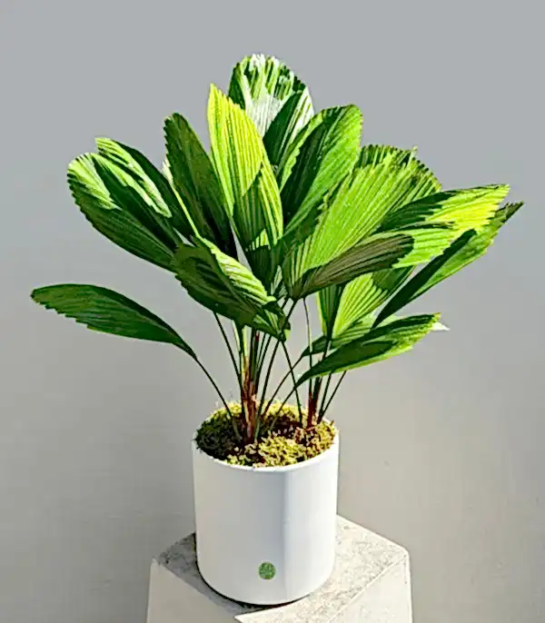 Licuala Grandis Seramik Saksıda Kıvrımlı Yelpaze Palmiyesi 80 cm