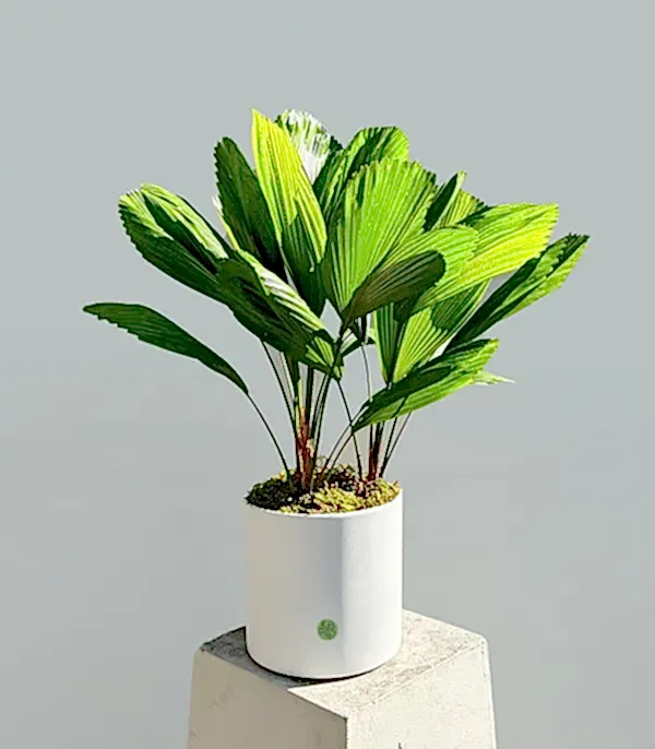 Licuala Grandis Seramik Saksıda Kıvrımlı Yelpaze Palmiyesi 80 cm