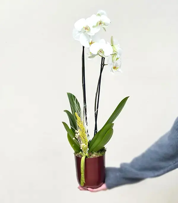 Luxe Bakır Chrome Vazoda Beyaz Orkide