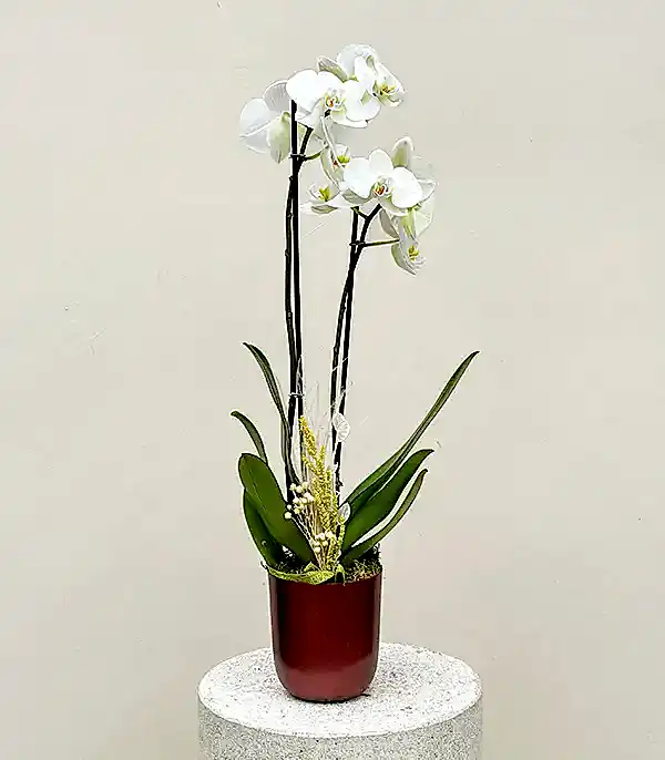 Luxe Bakır Chrome Vazoda Beyaz Orkide